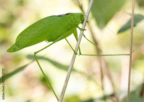 Cuadro en lienzo Oblong-winged green flat Katydid Amblycorypha oblongifolia walking leaf closeup