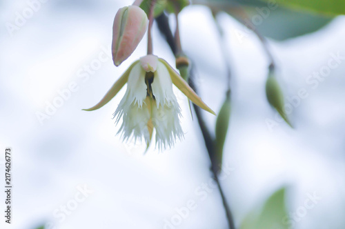 Cuadro en lienzo Elaeocarpus grandiflorus Sm, Fairy petticoats or Lily of the valley or ELAEOCARP