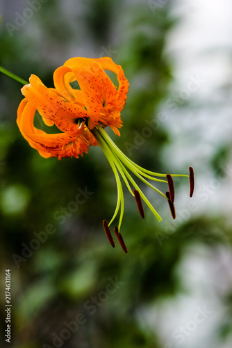 Foto Summer lily photography, close-up of orange reflexed petals and long stamens