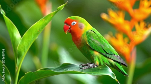 Lovebird Surrounded by Orange Blossoms