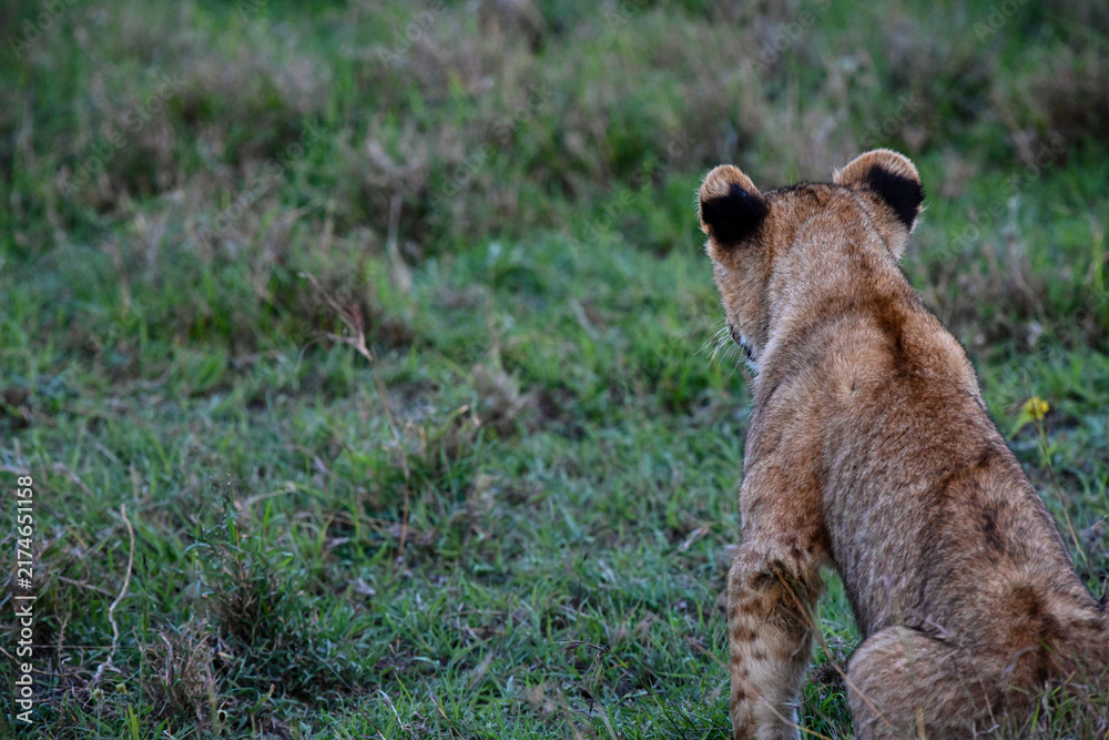 Obraz premium Lion Cub