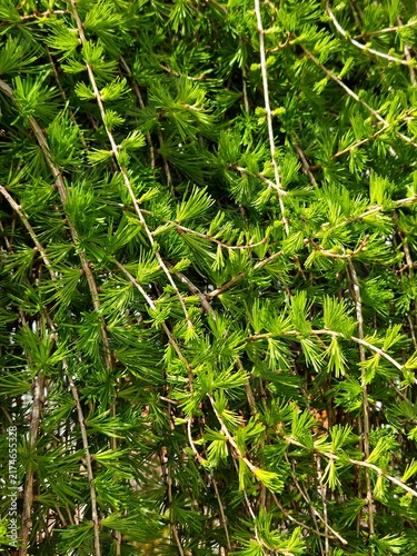 Fresh green needles on young larch branches in spring. Larix decidua bright soft conifer foliage background