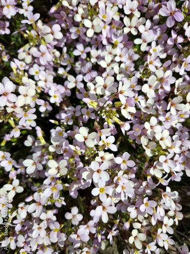 Carpet of small white and pink rock cress flowers blooming in spring garden. Arabis floral background full frame