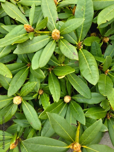 Rhododendron bush with closed flower buds and glossy green leaves in early spring garden. Natural floral background