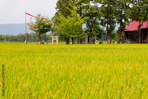 Serene Countryside Travel, Japanese Golden Rice Field, Autumn Harvest, Shrine and Torii Gate in the Paddy for Peaceful Asian Nature and Wellness