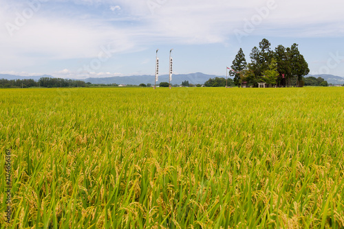 Sustainable Food Production, Golden Rice Field, Traditional Japanese Farming, Beautiful Autumn Countryside with Clear Sky for Agricultural Design