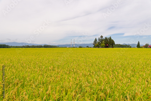 日本の田園風景, 黄金色の稲穂, 山形県の秋の収穫, 美しい自然と青空, 遠くに鎮守の森が見える長閑な農村の風景, 伝統的な農業や持続可能な環境、エコツーリズム、ウェルネス、心が落ち着く田舎のライフスタイルを表現するための背景素材、また自然保護や地域の文化遺産を伝えるデザインプロジェクトに最適な美しい秋の風景写真