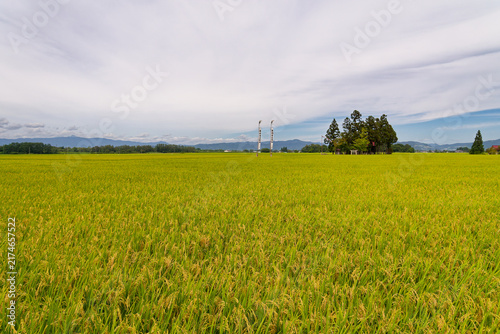 Cloudy Sky Landscape, Yamagata Rice Harvest, Shinto Shrine Grove, Endless Golden Paddies for Sustainable Ecosystem and Historic Travel Backgrounds