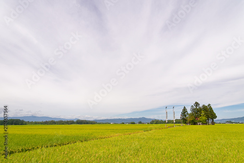 Dramatic Autumn Sky, Golden Rice Field, Japanese Rural Landscape, Sprawling Agriculture Scenery in Yamagata for Inspirational and Peaceful Designs