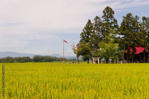 Rural Japan Landscape, Shinto Shrine in Rice Field, Yamagata Prefecture, Beautiful Golden Harvest Scenery with Prayer Flags for Cultural Tourism