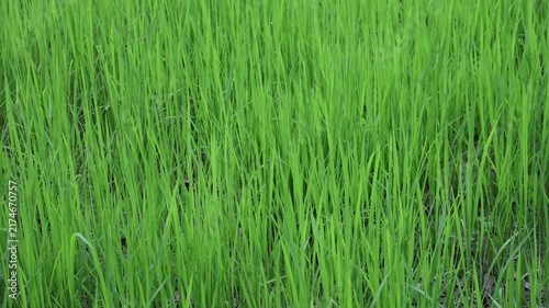 Lush Green Paddy Crop Leaves in Agricultural Field - Young Rice Plant, Agriculture, Cultivation, and Farming Concept