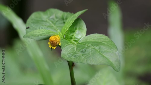 Macro Shot of Small Yellow Spilanthes Acmella Flower and Leaves - Toothache Plant, Nature and Herbal Medicine Concept