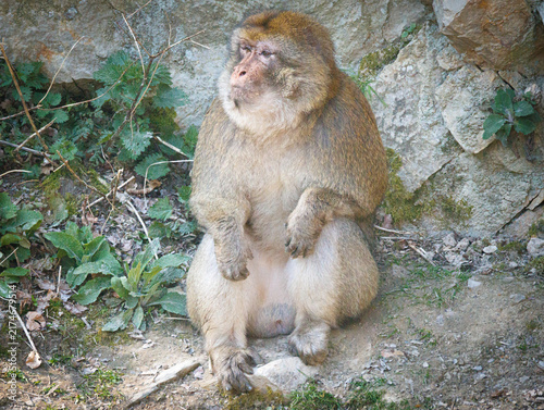 Konstfotografi Barbary Macaque Portrait at Jurques Zoo in France