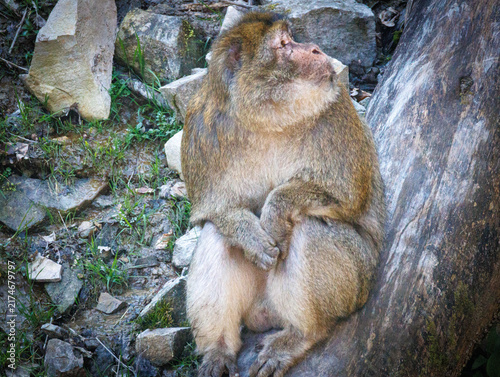 Konstfotografi Barbary Macaque Portrait at Jurques Zoo in France