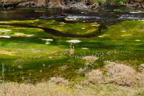 Hot water creek in Waimangu Volcanic Valley - Rotorua, New Zealand