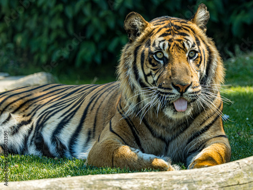 Dernière sous-espèce de tigre vivant sur l’île de Sumatra, le tigre de Sumatra se distingue par sa silhouette plus compacte et son magnifique pelage rayé. Cet album photo réalisé au Zoo de Champrépus 