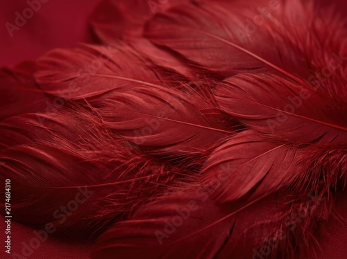 Close-up Macro Shot of Deep Red Feathers Texture Background.