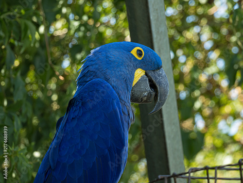 Photography Hyacinth macaw (Anodorhynchus hyacinthinus) perched at a zoo in France
