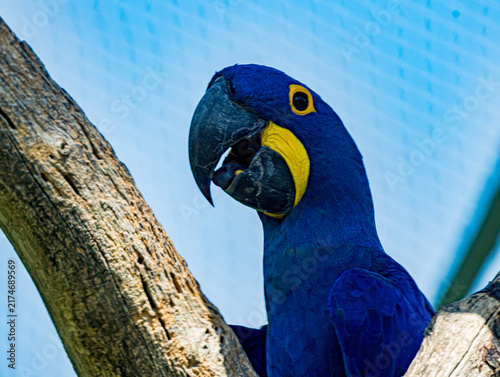 Konstfotografi Hyacinth macaw (Anodorhynchus hyacinthinus) perched at a zoo in France