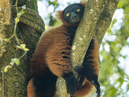 Fotografie Red ruffed lemur (Varecia rubra) sitting in a zoo enclosure, a striking primate native to the rainforests of northeastern Madagascar