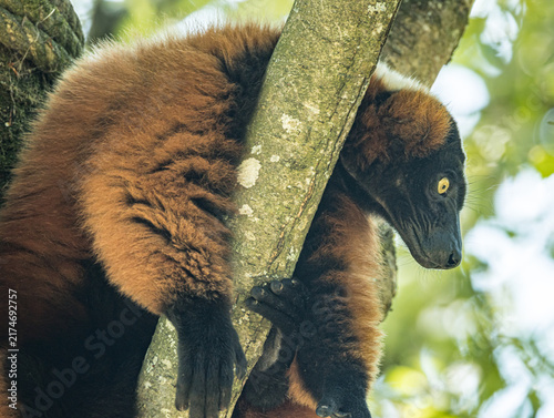 Cuadro en lienzo Red ruffed lemur (Varecia rubra) sitting in a zoo enclosure, a striking primate native to the rainforests of northeastern Madagascar