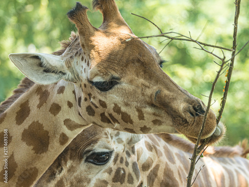 Kordofan giraffe (Giraffa camelopardalis antiquorum) standing at a zoo in France. Portrait of this distinctive African giraffe subspecies, highlighting its long neck, elegant posture and characteristi