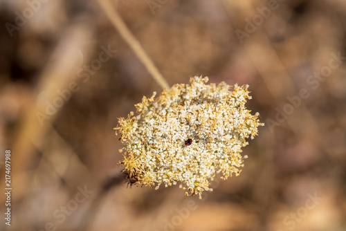 Cuadro en lienzo Delicate clustered white blossoms form the rounded umbel of a wild flowering plant, captured in sharp macro detail with a dreamy blurred backdrop