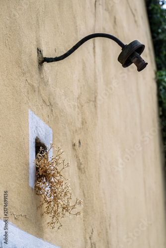 Картината върху платно Nature Reclaims the Weathered Wall