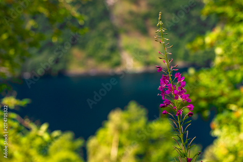 Fotografía A beautiful nature and town mix in the Geiranger village