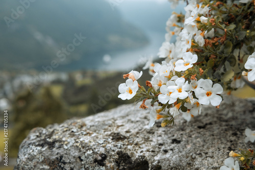 Fotografie A beautiful nature and town mix in the Geiranger village