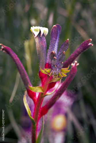 Canvastavla Kangaroo Paw Native Flowers in Perth Western Australia