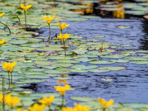 Canvastavla Yellow water lilies blooming on tranquil pond with lily pads