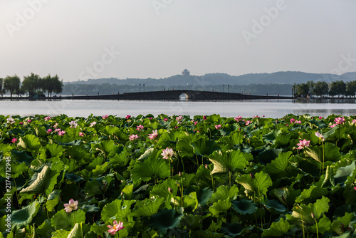 Obraz na plátne Lotus flowers at West Lake with stone bridge in Hangzhou, China