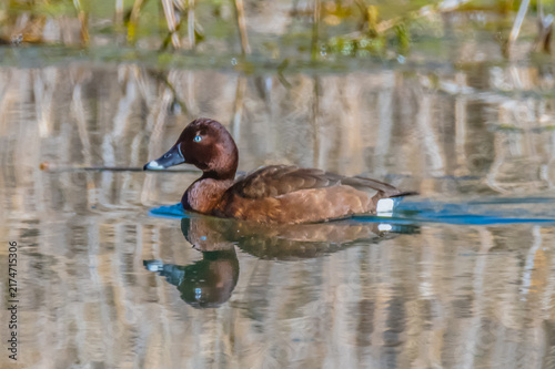 Принти на полотні Birdlife at the Wetlands - Hardhead duck