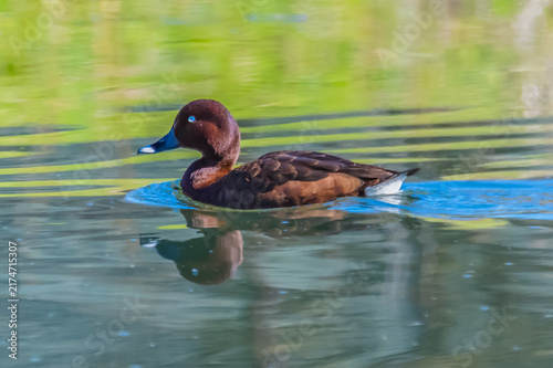 Фотография Birdlife at the Wetlands - Male Hardhead duck