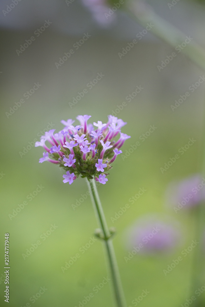 Obraz premium Purple verbena flower blooming in soft green garden background