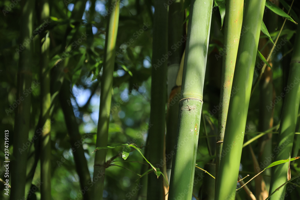 Obraz premium Sunlit Green Bamboo Stalks in Lush Forest