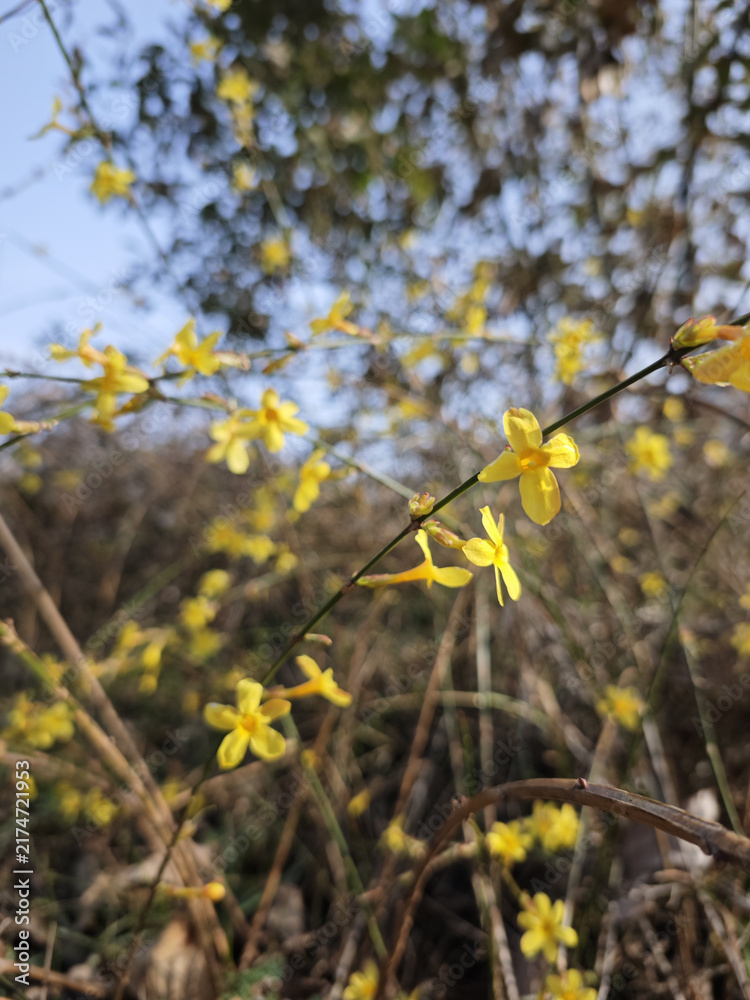 Fototapeta premium Yellow Wildflowers Blooming on Branches in Spring