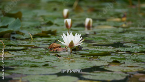 Fotografía White Water Lily Blooming on Pond with Lily Pads
