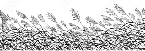 Obraz na płótnie 風に揺れるススキの線画イラスト（墨）