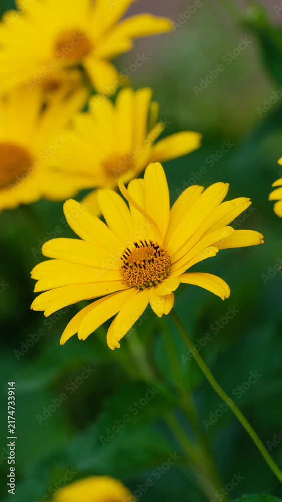 Fototapeta premium Yellow Daisy Flower Close-Up with Green Background