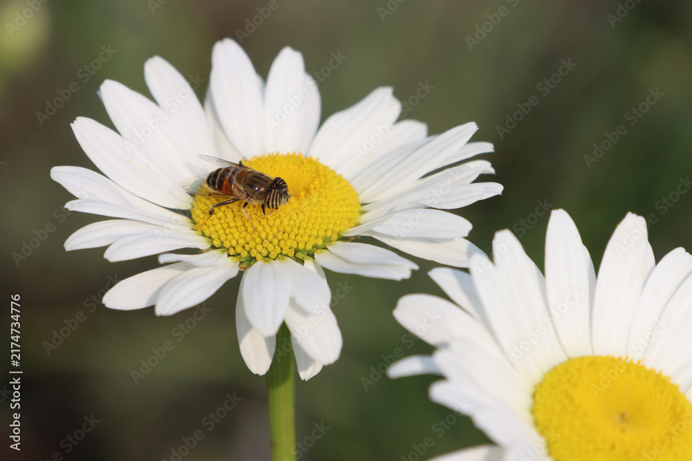 Fototapeta premium Bee Pollinating White Daisy Flowers in Garden