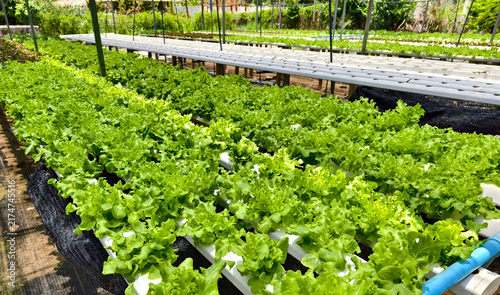 Rows hydroponic lettuce seedlings in greenhouse  commercial farming operation with white rows