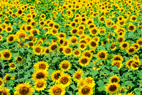 夏を象徴するひまわりの花