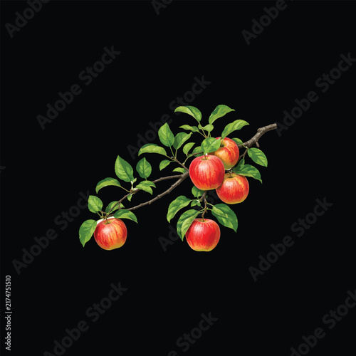 Realistic Apple Tree Branch with Ripe Red Apples and Green Leaves .