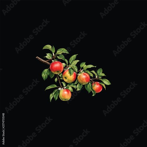 Realistic Apple Tree Branch with Ripe Red Apples and Green Leaves 