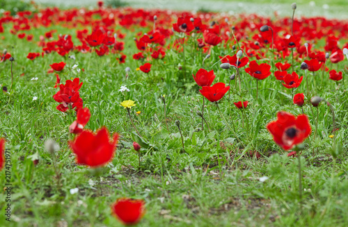 Spring flowering of red flowers anemones in green meadows in southern Israel. Red poppy flowers, national flower of Israel.