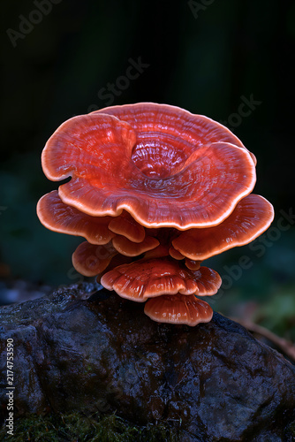 Centered reddish-brown lingzhi mushroom growing on rock, golden halo at cap edge, natural cloud patterns on surface, dark grey rock and wet moss below, deep green to black forest background, natural h