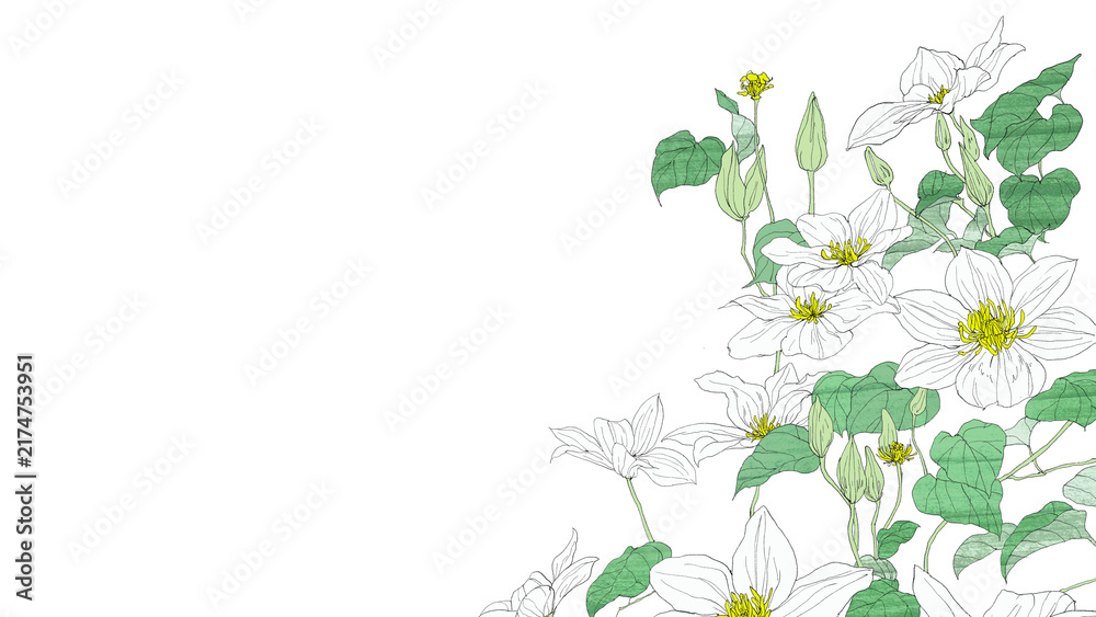 Photography Poster 白いテッセンの花とつるの手描き水彩コーナー