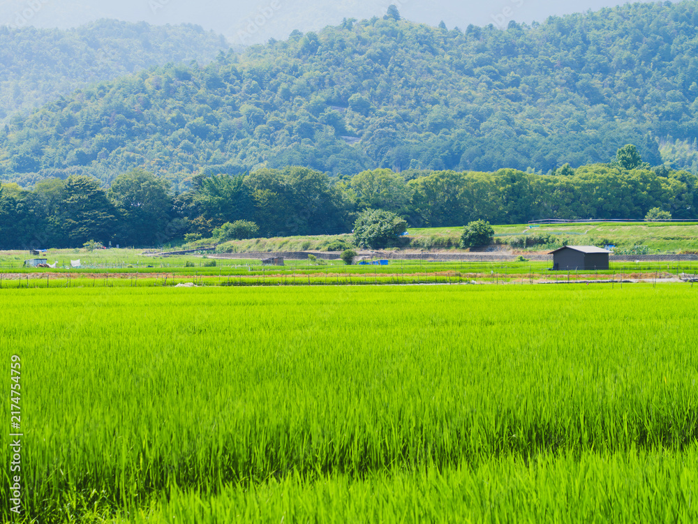 Obraz premium Lush Green Rice Fields in a Japanese Satoyama Landscape in Summer